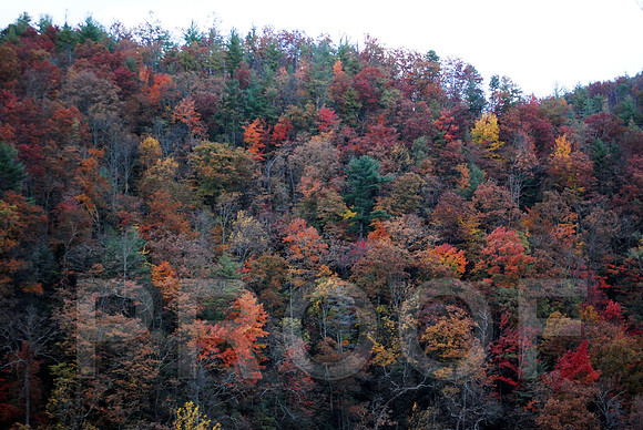 FALL LEAVES