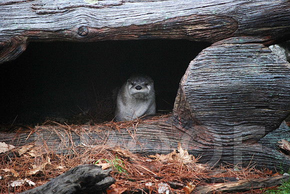 OTTER