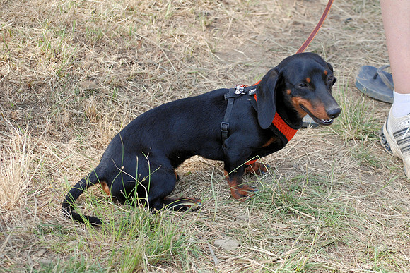 PUPPY