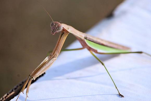 PRAYING MANTIS