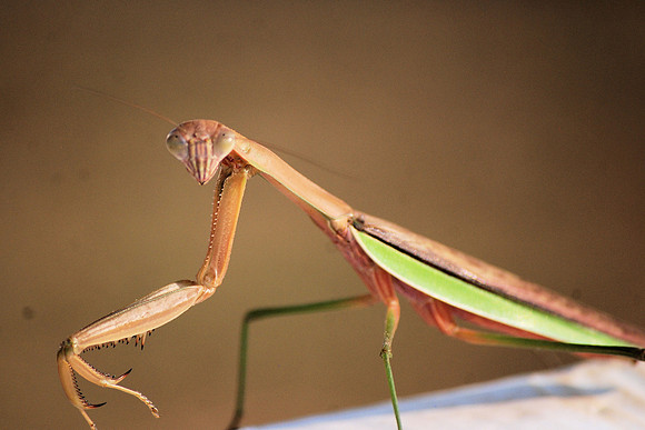 PRAYING MANTIS