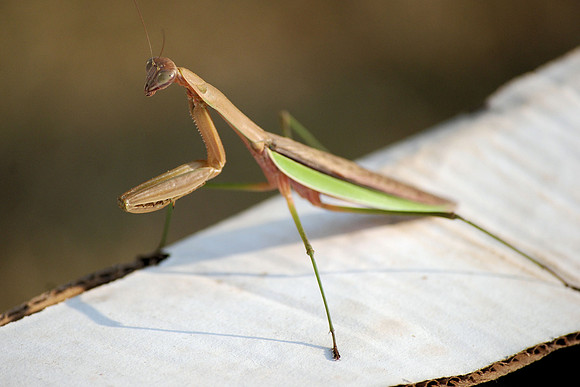 PRAYING MANTIS