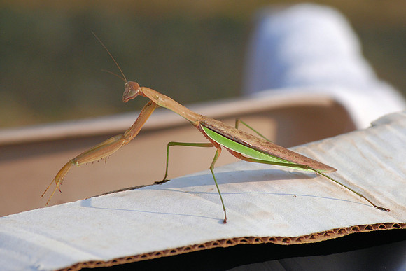PRAYING MANTIS