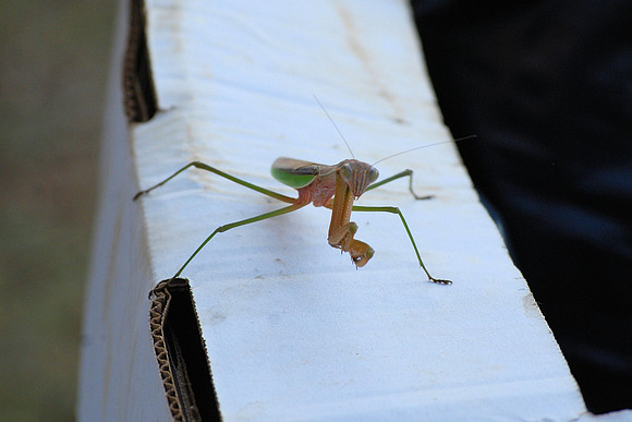 PRAYING MANTIS