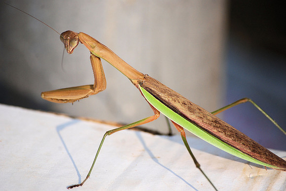 PRAYING MANTIS