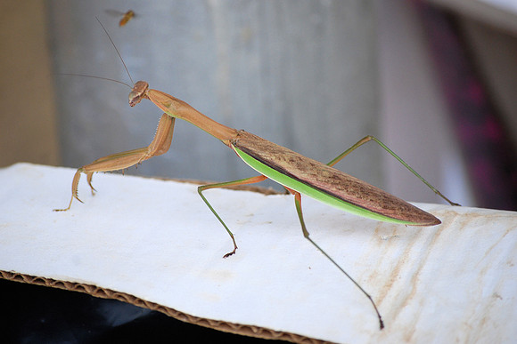 PRAYING MANTIS