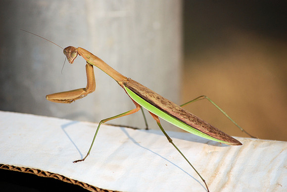 PRAYING MANTIS