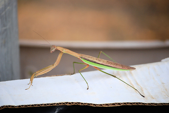 PRAYING MANTIS