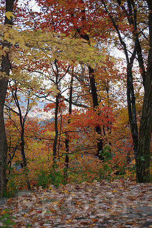 FALL FOLIAGE