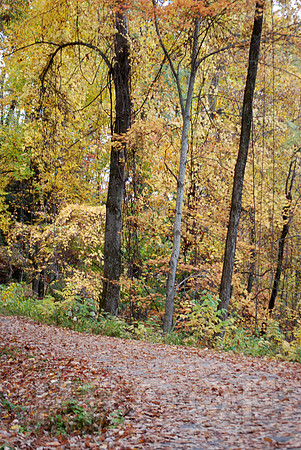 FALL COLOR