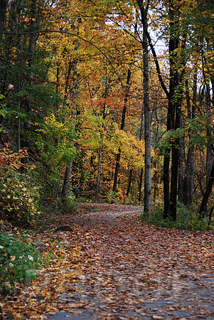 FALL FOLIAGE