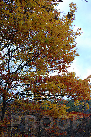 FALL COLOR