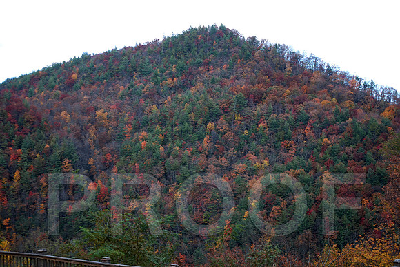 FALL COLOR