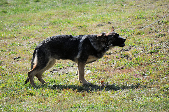 DOG WANTS LOOSE