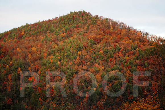 FALL FALIAGE