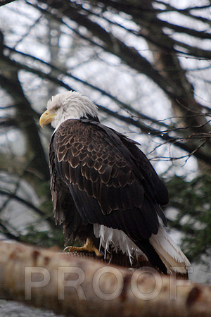 BALD EAGLE